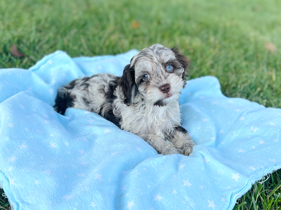 Best Cockapoo Baby