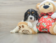 5 week old Cocker Spaniel Puppy For Sale - Premier Pups