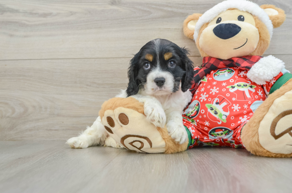 5 week old Cocker Spaniel Puppy For Sale - Premier Pups