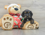 5 week old Cocker Spaniel Puppy For Sale - Premier Pups