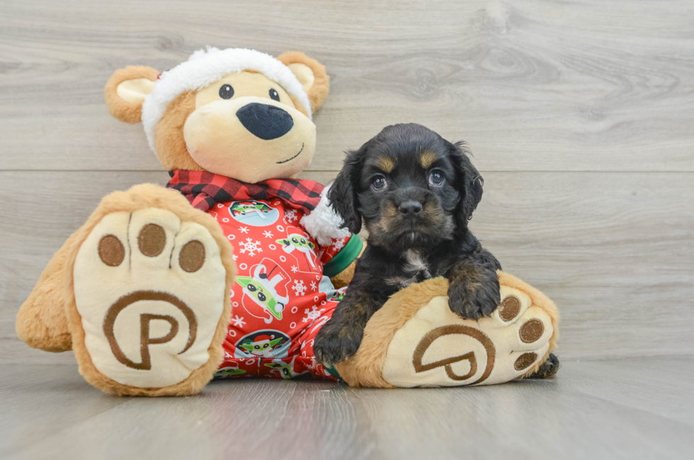 5 week old Cocker Spaniel Puppy For Sale - Premier Pups