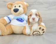 8 week old Cocker Spaniel Puppy For Sale - Premier Pups