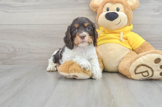 Cocker Spaniel Puppy for Adoption