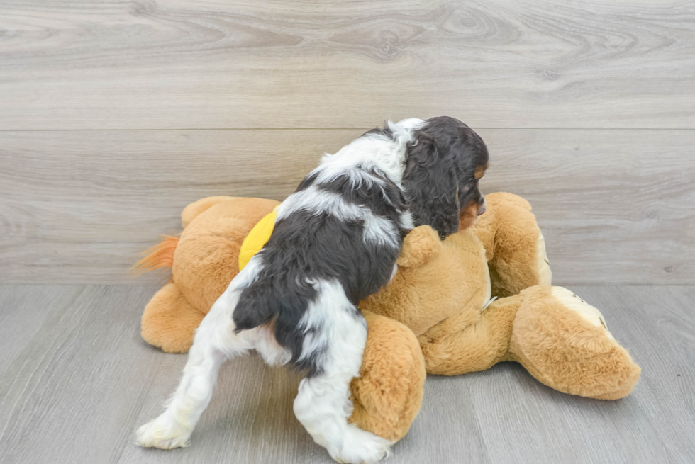 Cocker Spaniel Puppy for Adoption