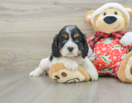 5 week old Cocker Spaniel Puppy For Sale - Premier Pups