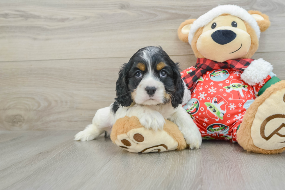 Best Cocker Spaniel Baby