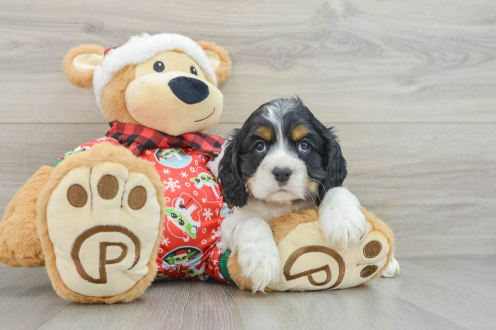 Cute Cocker Spaniel Baby