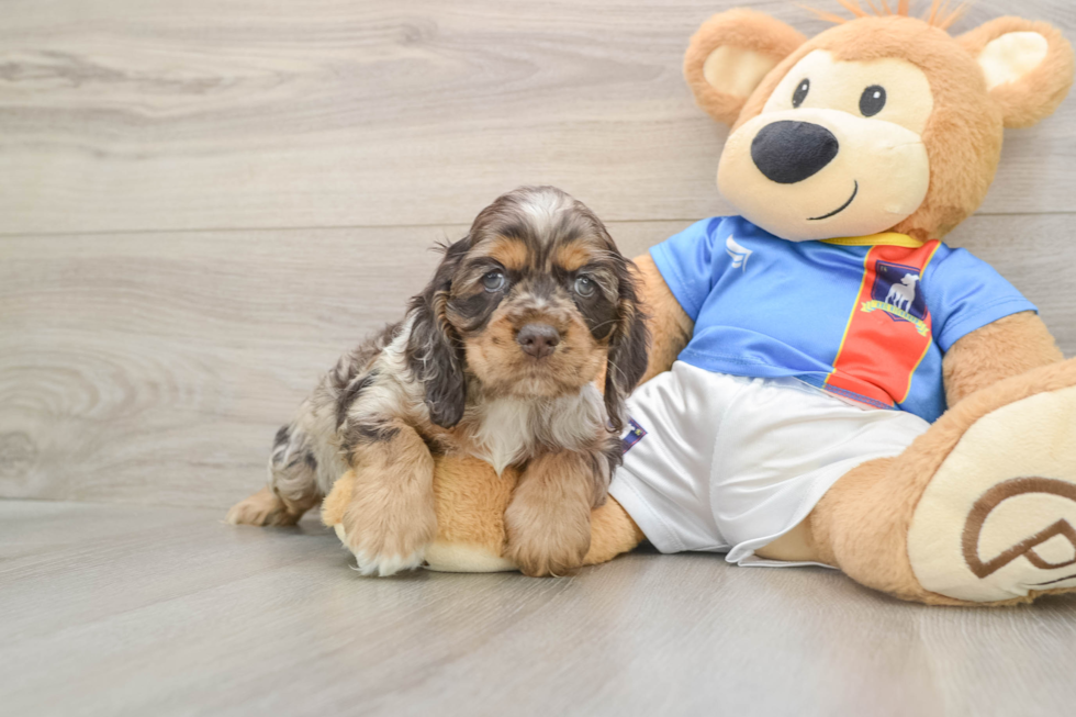 Best Cocker Spaniel Baby