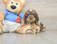 6 week old Cocker Spaniel Puppy For Sale - Premier Pups