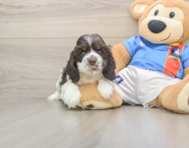 6 week old Cocker Spaniel Puppy For Sale - Premier Pups