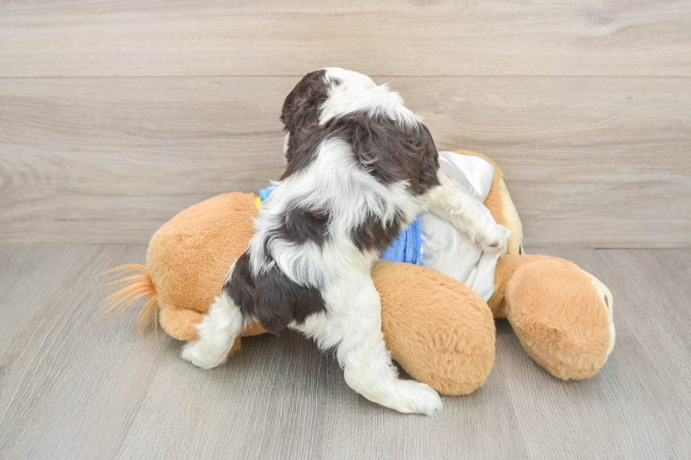 Cute Cocker Spaniel Baby