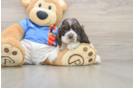 Cute Cocker Spaniel Baby