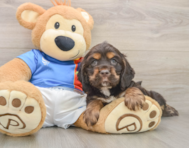 5 week old Cocker Spaniel Puppy For Sale - Premier Pups