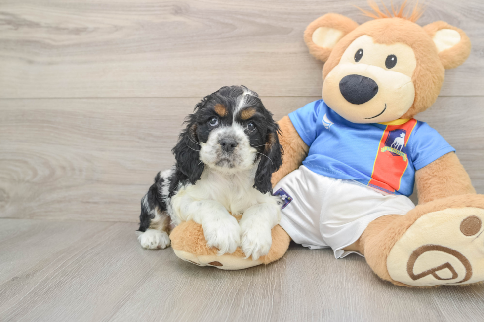 Cute Cocker Spaniel Purebred Puppy