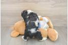 Cute Cocker Spaniel Purebred Puppy