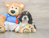7 week old Cocker Spaniel Puppy For Sale - Premier Pups