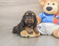 5 week old Cocker Spaniel Puppy For Sale - Premier Pups