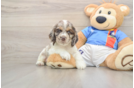 Cocker Spaniel Pup Being Cute