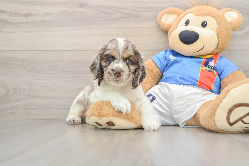 Cocker Spaniel Pup Being Cute