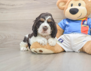 5 week old Cocker Spaniel Puppy For Sale - Premier Pups
