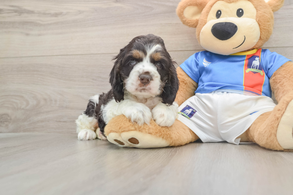 Cute Cocker Spaniel Purebred Puppy