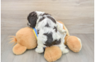 Cute Cocker Spaniel Purebred Pup