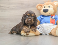 5 week old Cocker Spaniel Puppy For Sale - Premier Pups