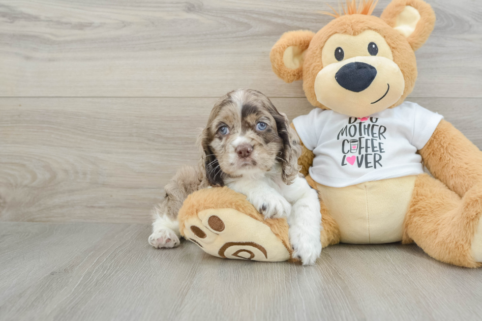 Cute Cocker Spaniel Baby