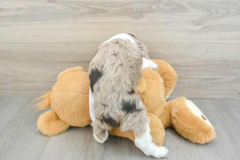 Cute Cocker Spaniel Purebred Pup