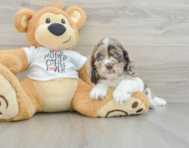 5 week old Cocker Spaniel Puppy For Sale - Premier Pups