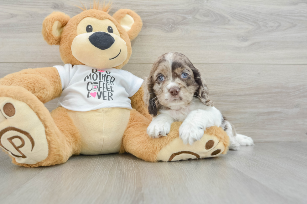 Cute Cocker Spaniel Baby