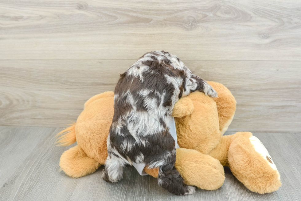 Best Cocker Spaniel Baby