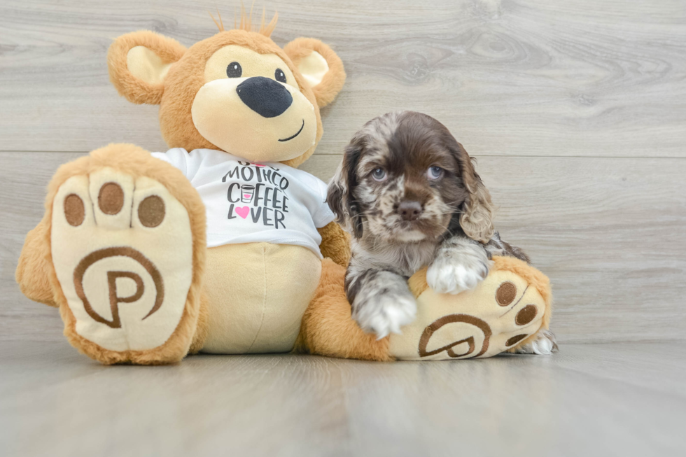 Cute Cocker Spaniel Baby