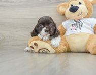 6 week old Cocker Spaniel Puppy For Sale - Premier Pups