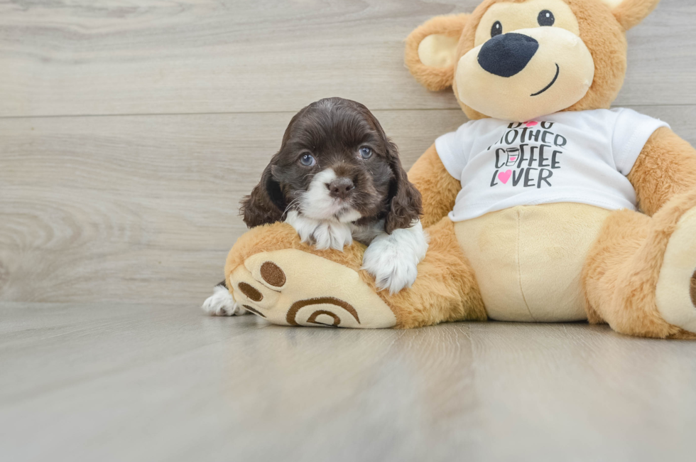 5 week old Cocker Spaniel Puppy For Sale - Premier Pups