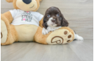 Cocker Spaniel Pup Being Cute