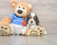 5 week old Cocker Spaniel Puppy For Sale - Premier Pups