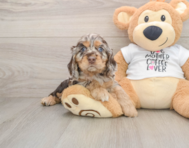 5 week old Cocker Spaniel Puppy For Sale - Premier Pups