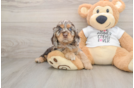 Cute Cocker Spaniel Baby