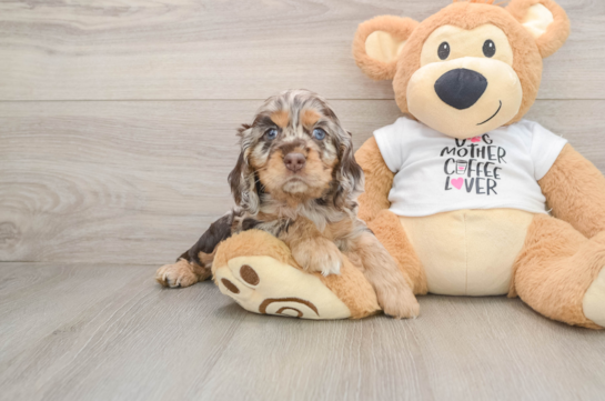 Cute Cocker Spaniel Baby