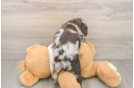 Cocker Spaniel Puppy for Adoption