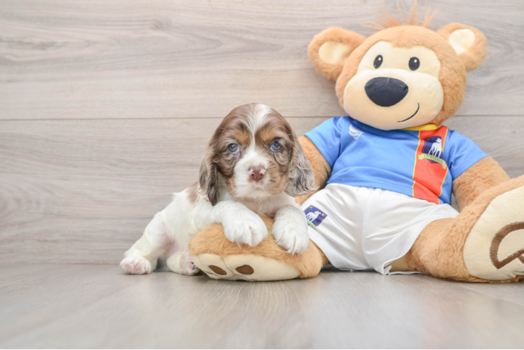 Best Cocker Spaniel Baby