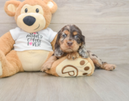 6 week old Cocker Spaniel Puppy For Sale - Premier Pups