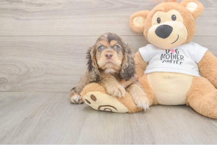 Cute Cocker Spaniel Purebred Pup