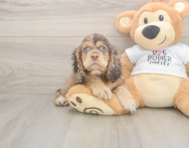 6 week old Cocker Spaniel Puppy For Sale - Premier Pups