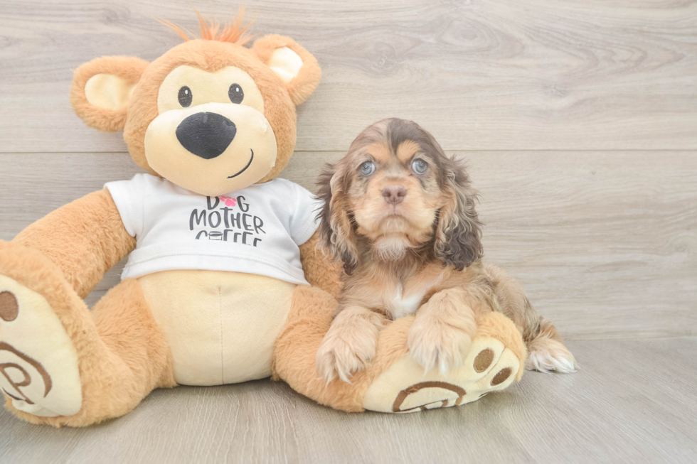Cute Cocker Spaniel Baby