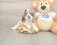 6 week old Cocker Spaniel Puppy For Sale - Premier Pups
