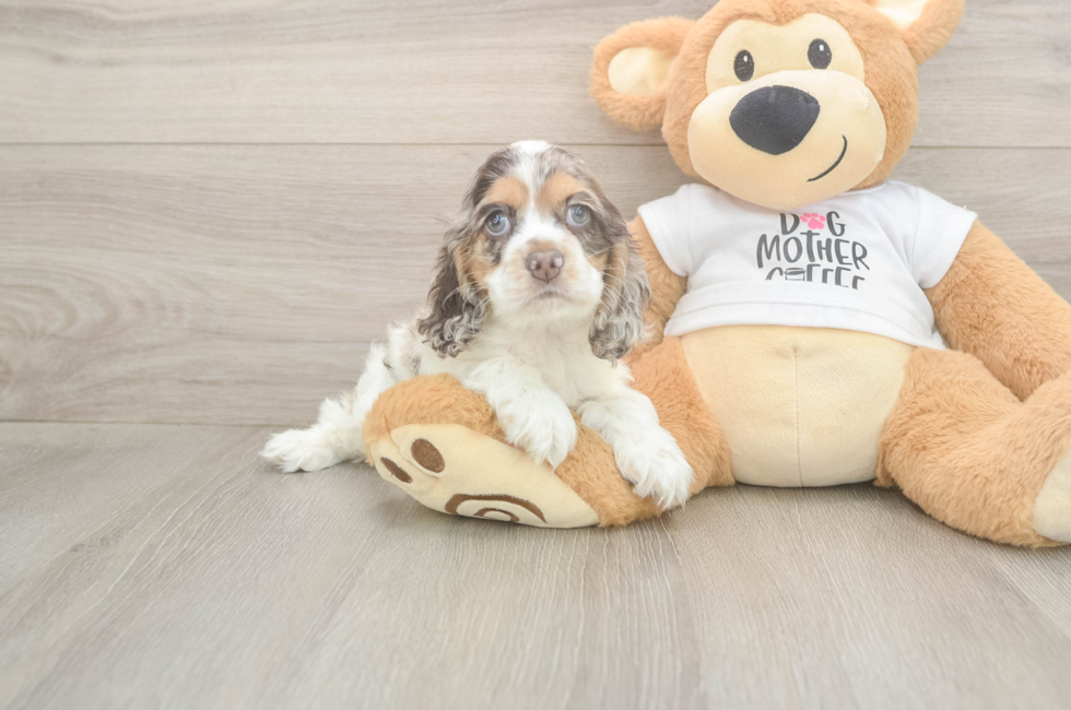 6 week old Cocker Spaniel Puppy For Sale - Premier Pups
