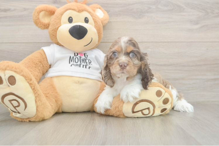 Best Cocker Spaniel Baby