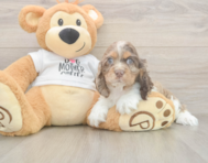 6 week old Cocker Spaniel Puppy For Sale - Premier Pups